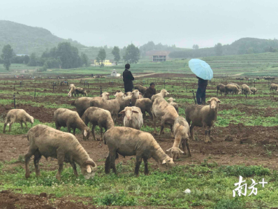 南方日报（南方+）：贫困户每家一个“二维码”，贵州土特产直供广州餐桌