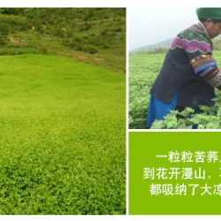 大凉山冕宁·领略中国大数据农特优品